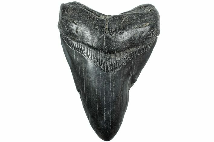 Fossil Megalodon Tooth - South Carolina #235736